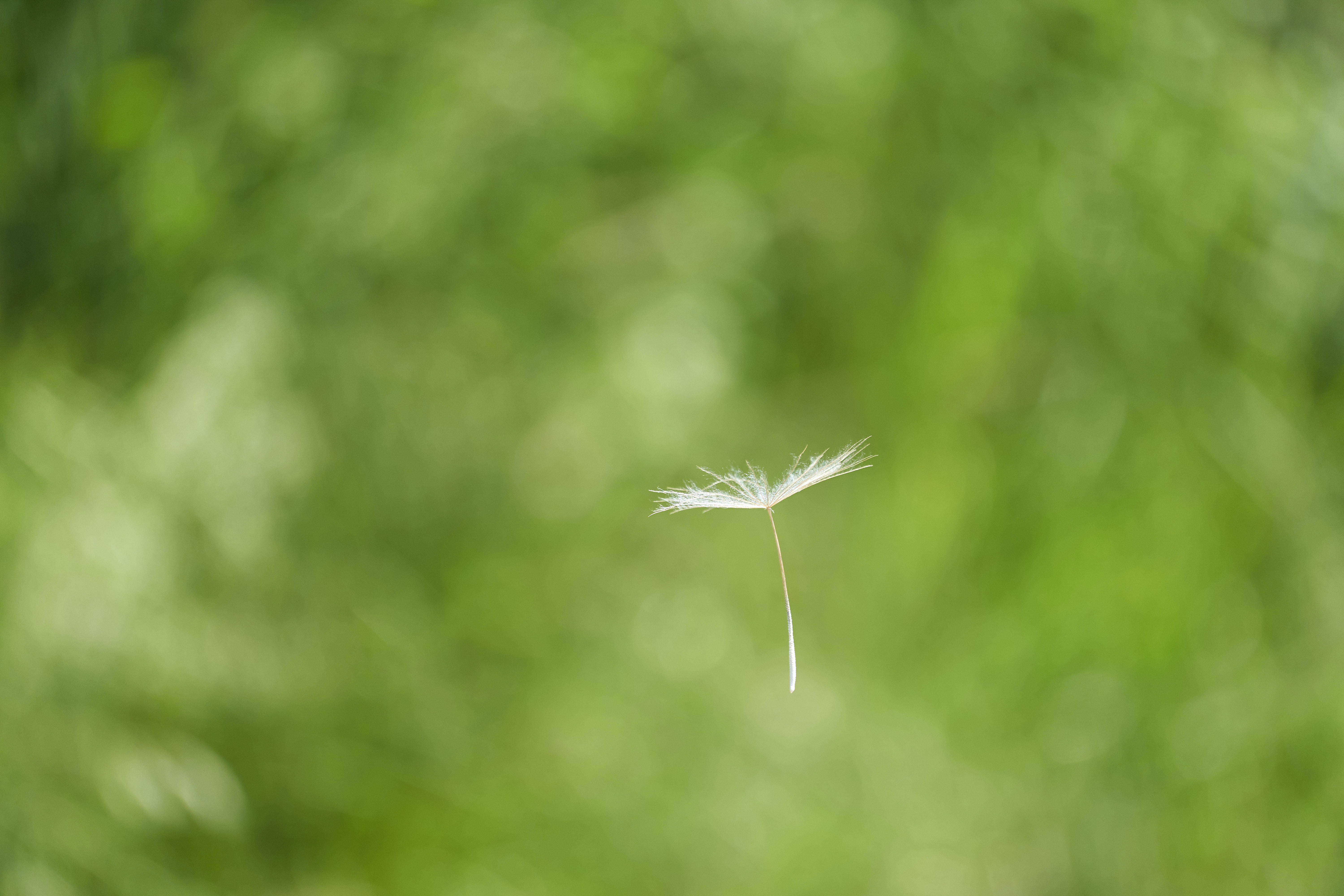 floating seed